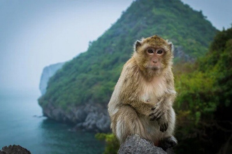 猴島，原名「吉菠蘿島」，因島上曾生長大量野菠蘿樹而得名。