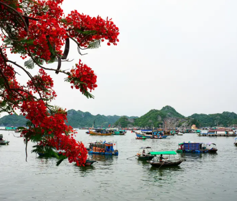 海防鳳凰花季的美景。