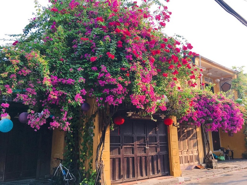 會安古鎮的九重葛花屋,以濃濃懷舊氣息成為最具代表性的會安景點之一。