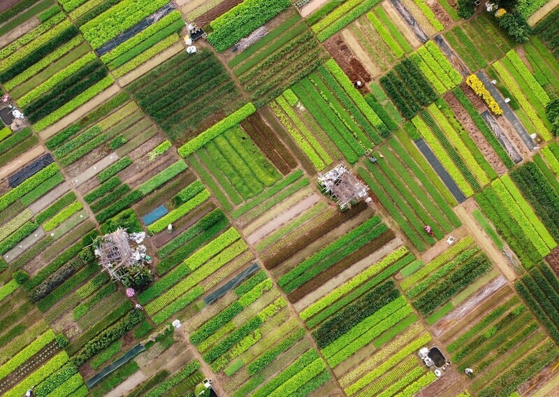 俯瞰茶桂蔬菜村的綠意田園,體驗會安郊區特有的自然會安景點魅力。