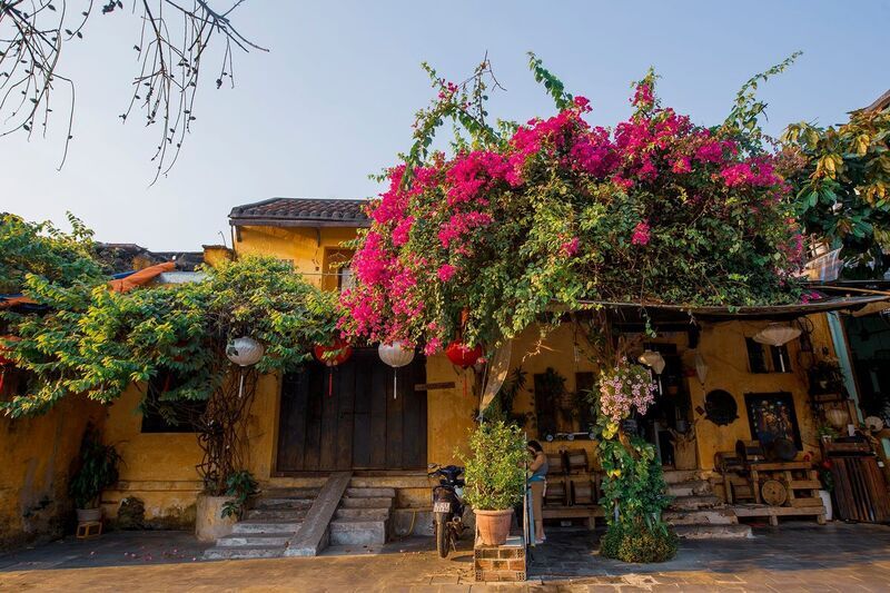 會安古鎮的九重葛花牆,是打卡絕美會安景點的首選。