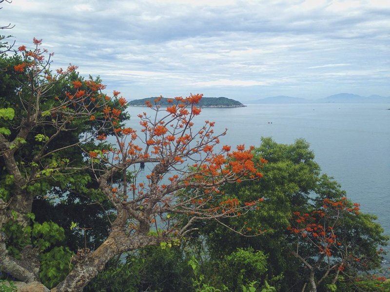 火紅盛開的梧桐花為占婆島增添了浪漫氣息