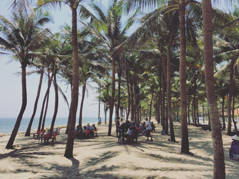 屯碌海灘岸邊一排排青翠椰樹賞心悅目