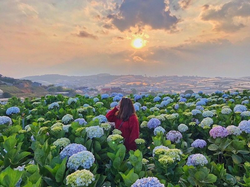 大叻菜瑪特的繡球花園。