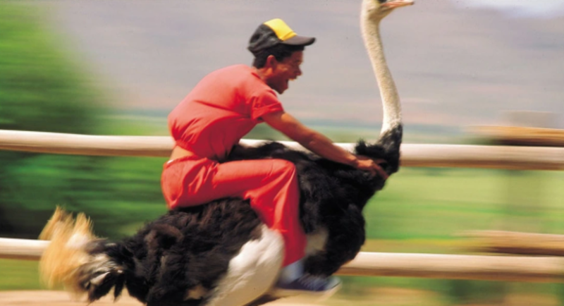 體驗騎鴕鳥的挑戰,必定能帶來陣陣歡笑與令人印象深刻的照片