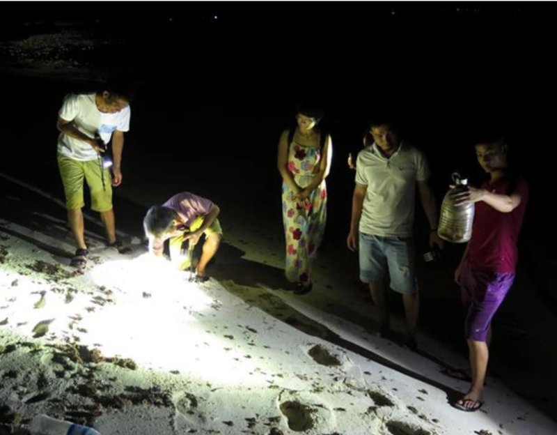 夜間捕捉螃蟹與沙蟹的體驗活動。