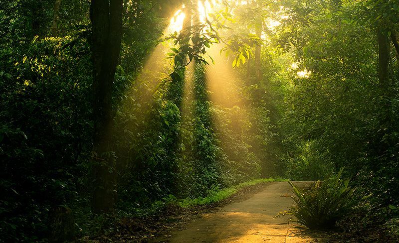菊芳國家公園是越南第一座國家森林公園,地形複雜且景觀獨特。