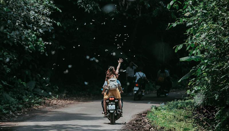若在5月造訪菊芳國家公園,將可見成群蝴蝶飛舞的壯觀景象。