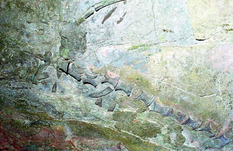 2.3億年前「海怪」化石陳列於菊芳深林之中。